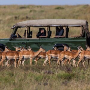 Best Tour Safari Packages in Kenya