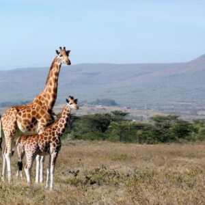 Best Tour Safari Packages in Kenya